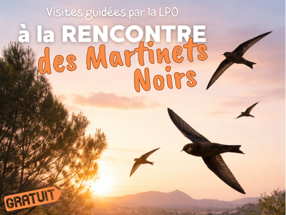 Visite guidée