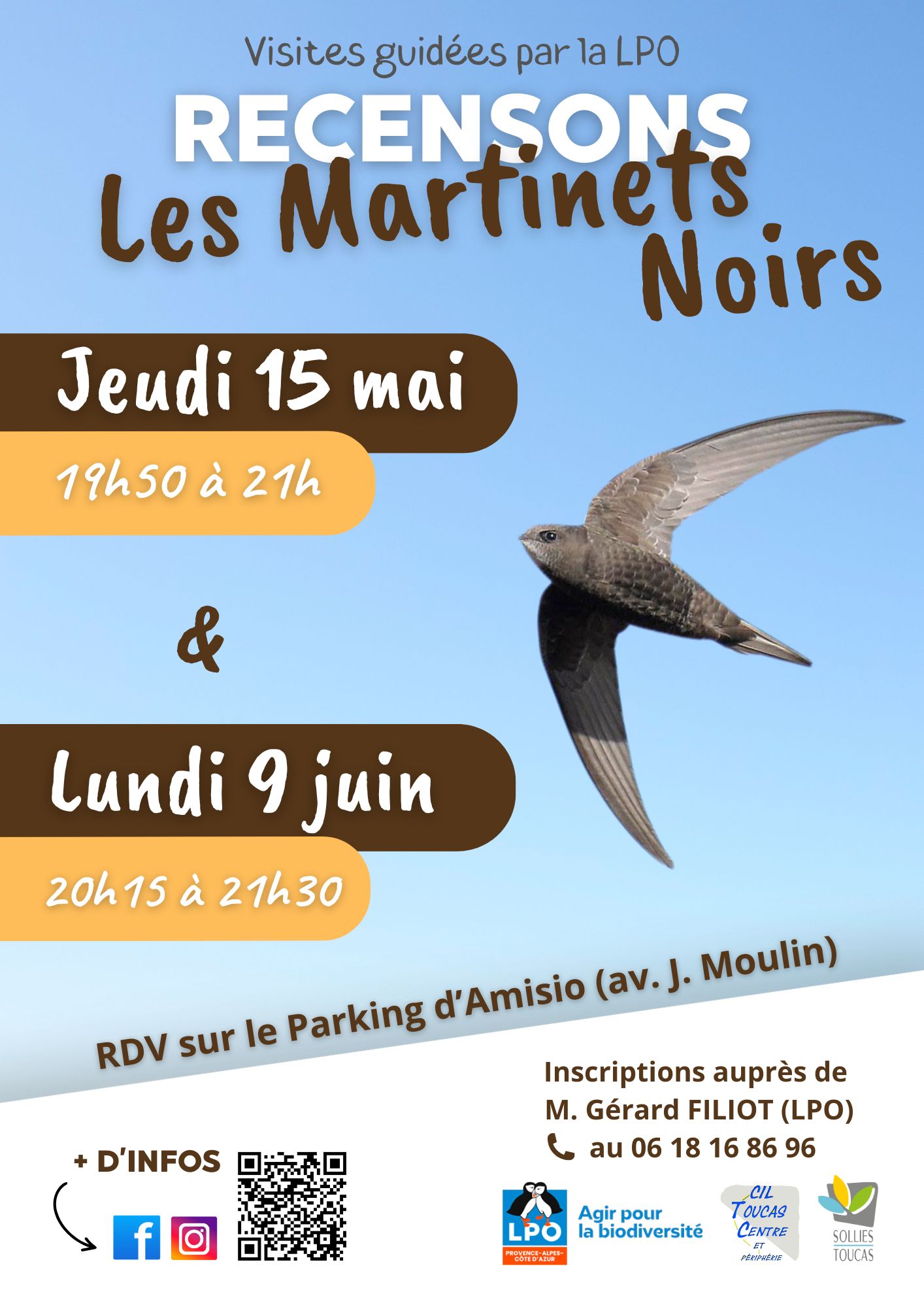 Recensons les Martinets Noirs