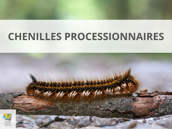 Les chenilles processionnaires